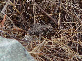 Western toad baby picture