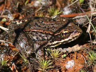 Cascades frog or Rana cascadae