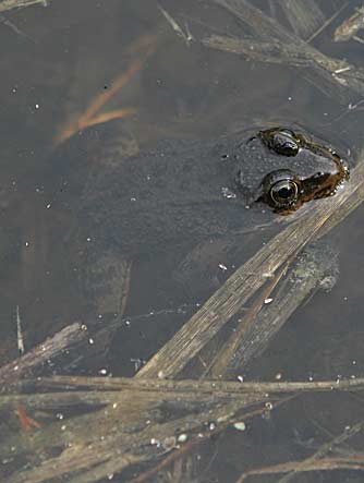 Columbia spotted frog or Rana luteiventris