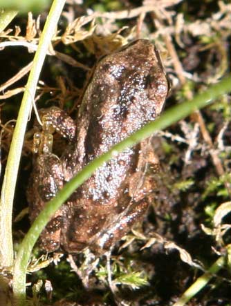 Picture of brown form Pacific tree frog or Hyla regilla