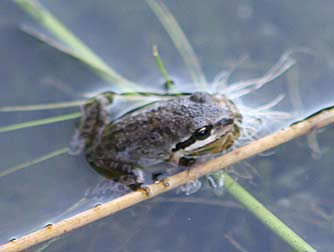 Pacific tree frog swimming