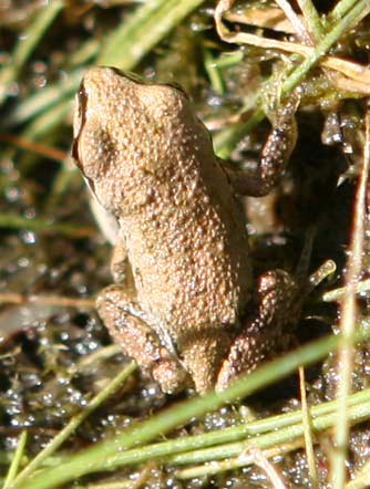 Picture of green Pacific tree frog or Hyla regilla