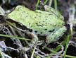 Pacific treefrog pictures