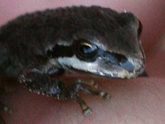 Pacific tree frog toe pads