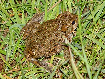 Western toad picture