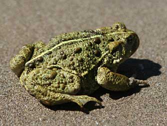 Western toad at Lake Roosevelt