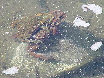 Picture of western toads mating