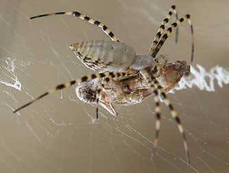 Banded argiope spider with grasshopper