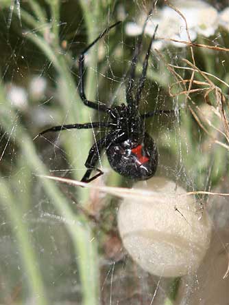 Black widow spider showing its red hourglass, with egg sac