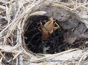 Picture of black widow spider feeding on grasshopper