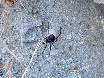 Black widow spider picture with red hourglass