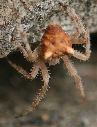 Picture of cat-faced orb weaver spider