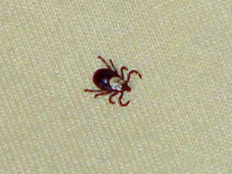 Female Rocky Mountain wood tick picture