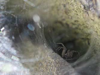 Funnel weaving spider