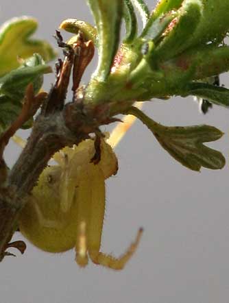 Goldenrod spider picture