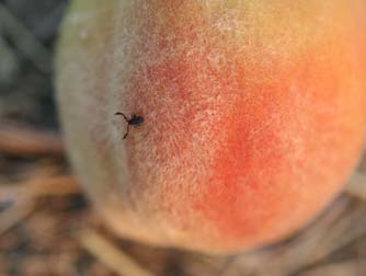 Pseudoscorpion size relative to a peach