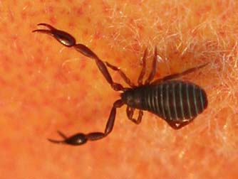 Picture of a pseudoscorpion or false scorpion, hunting for prey