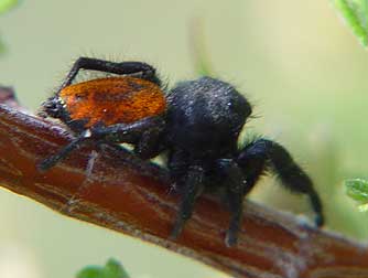 Red back jumping spider or Phidippus johnsoni