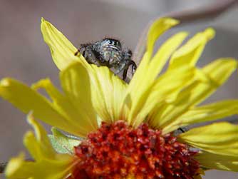 Picture of a red backed jumping spider waiting to ambush an insect