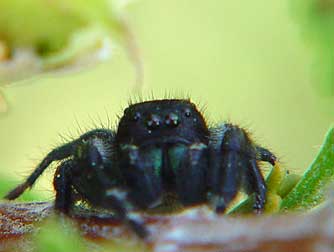 Red back jumping spider with teal chelicerae