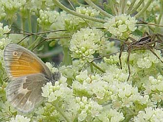 Wolf spider and butterfly face off