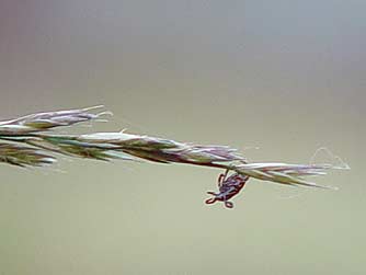 Picture of Rocky Mountain wood tick hanging from grass