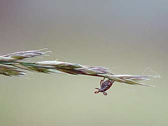 Pictures of Rocky Mountain wood ticks or Dermacentor andersoni