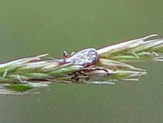 Male Rocky Mountain wood tick picture