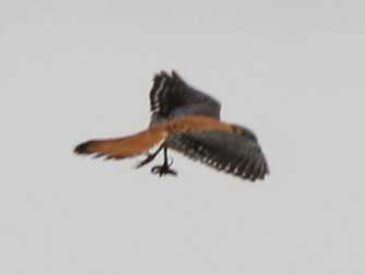 Flying American kestral