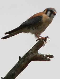 American kestral with prey