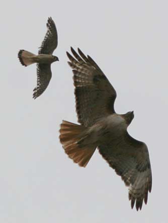 Red tailed hawk harassed by an American kestral