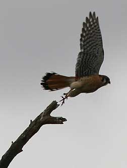 American kestral flying