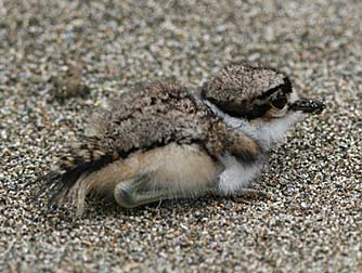 Killdeer chick / baby killdeer