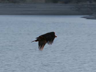 Picture of young bald eagle flying