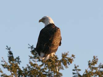 Bald eagle in a tree