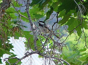 Black-capped chickadee perching picture