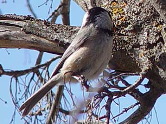 Black-capped chickadee foraging in a maple tree