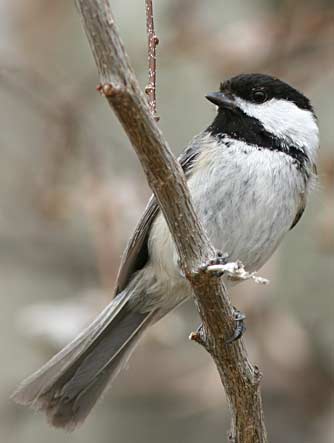 Picture of a black-capped chickadee in late winter