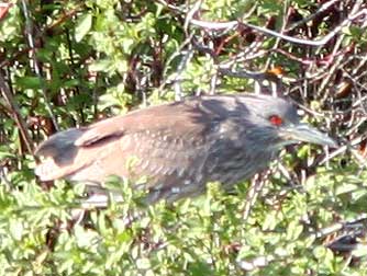 Picture of a black-crowned night heron