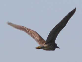 Picture of black-crowned night heron flying