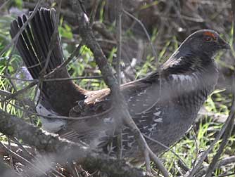 Picture of a blue grouse near Lake Roosevelt