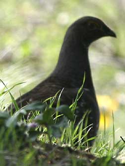 Picture of blue grouse - Dendragapus obscurus