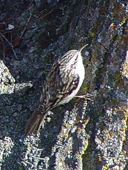 Brown creeper - Certhia americana