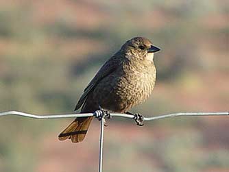 Picture of a brown-headed cowbird female