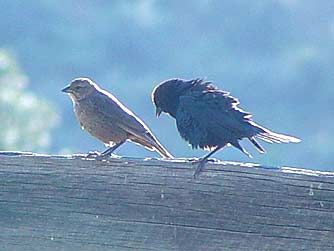 Brown-headed cowbird mating ritual picture