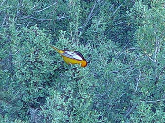 Picture Bullock's oriole in bitterbrush