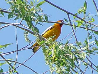 Bullock's oriole picture