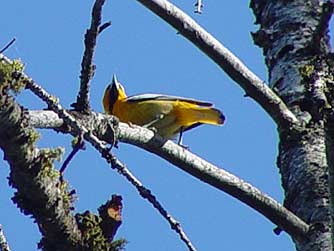 Picture of Bullock's oriole - Icterus bullockii 