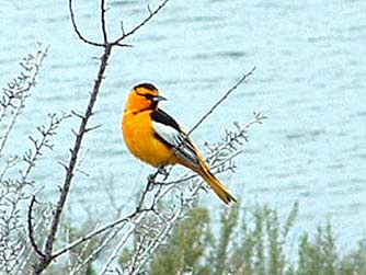 Picture of Bullock's oriole or Icterus bullockii