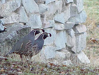 California quail or Callipepla californica picture